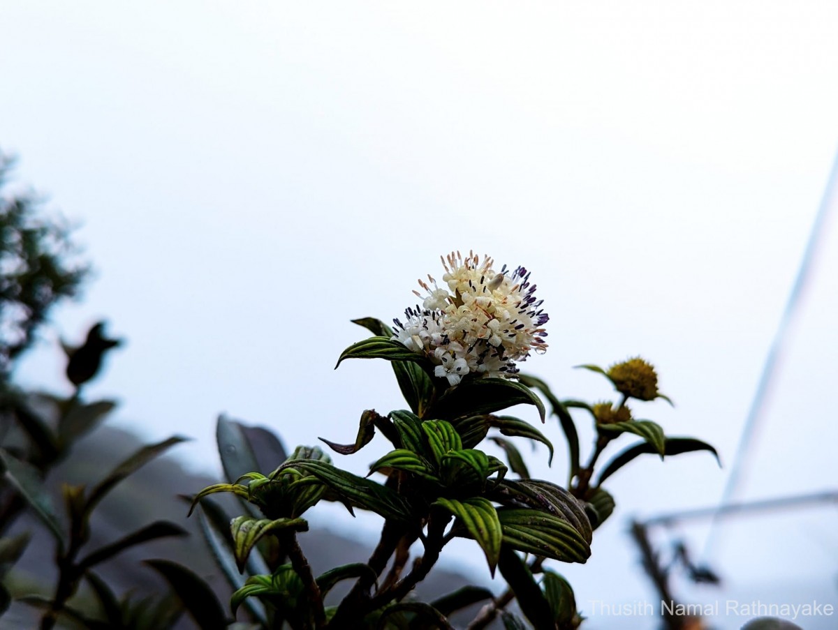 Hedyotis lessertiana Arn.